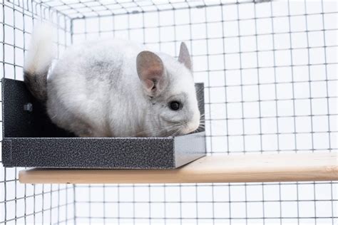 metal chinchilla litter box|clay chinchilla.